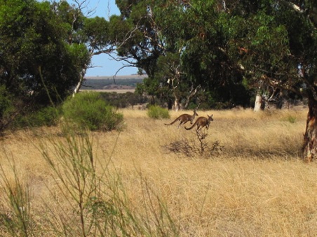 Plenty of resident roos abound.