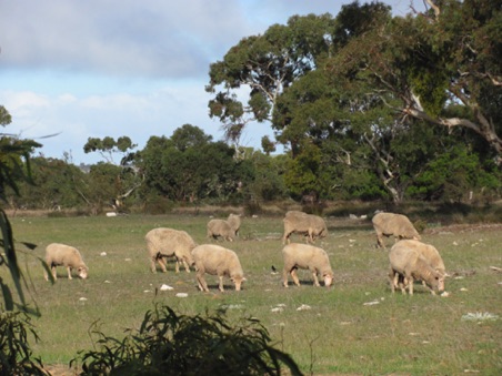 The SAM Merino flock.